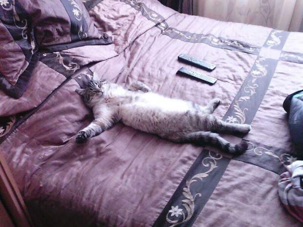 Субботний котопост коты, кошки, приколы с котами., смешные коты