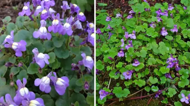 Как вытеснить сорняки с участка при помощи цветов