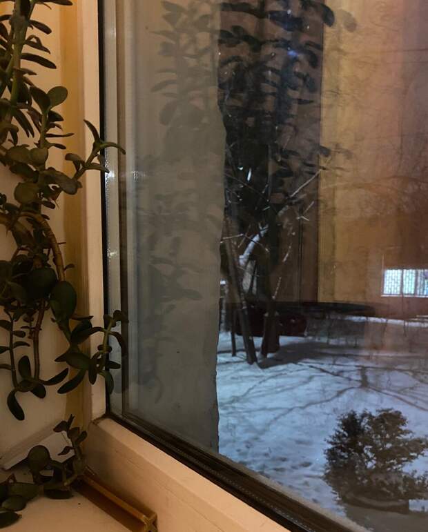 Бездомная овчарка пугала людей, стучась в окна. Оказалось, бедняга искала место, где можно погреться