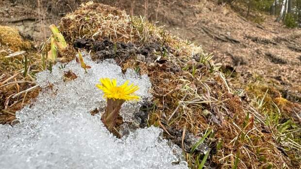 В Алтайском заповеднике появились первые весенние цветы