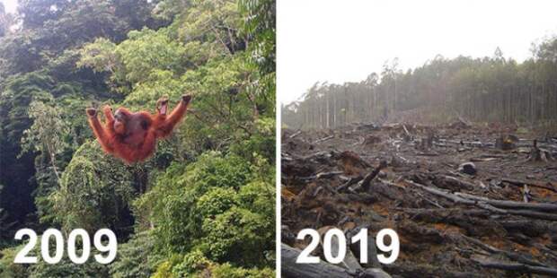 Климатические изменения от экологических организаций в стиле 10YearChallenge