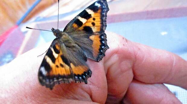 Выведение бабочек-крапивниц животные, своими руками, сделай сам