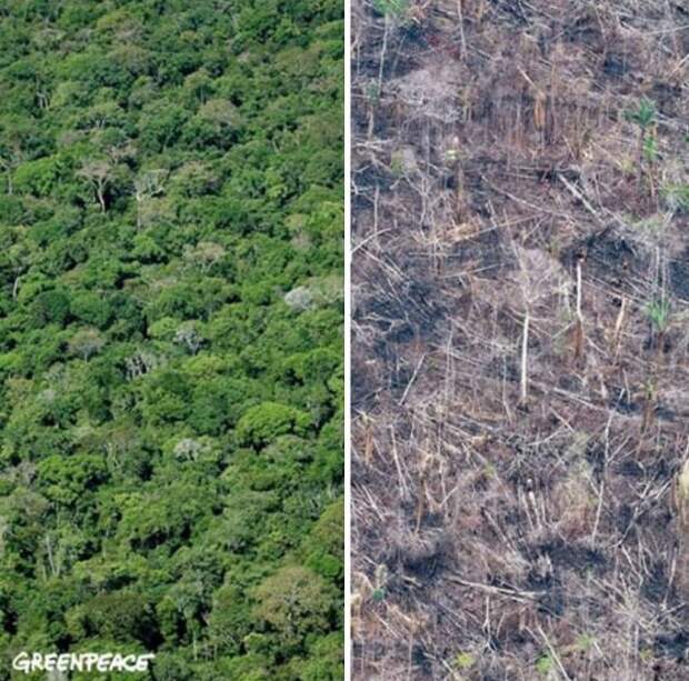 Климатические изменения от экологических организаций в стиле 10YearChallenge
