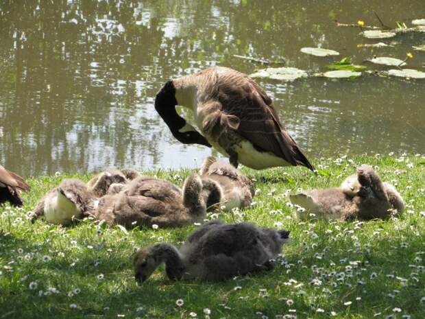 duck family duck family