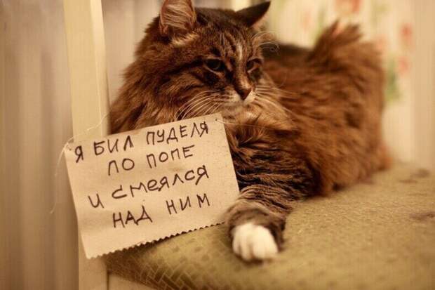 4. Как кошка с собакой