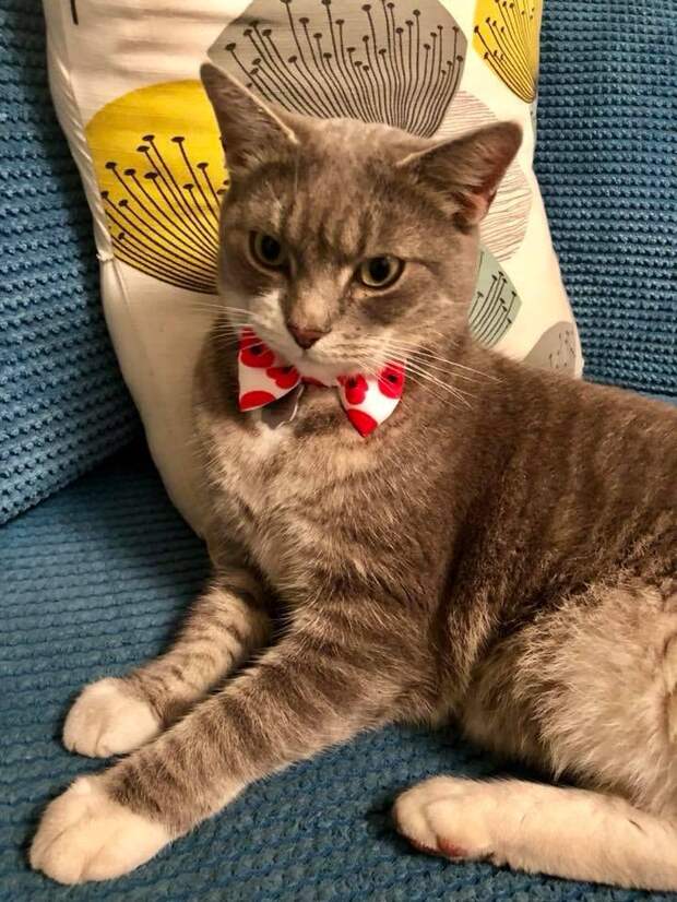 кот потерялся и нашелся кот с бабочкой на шее