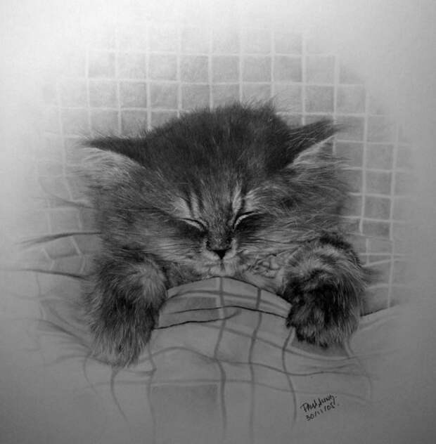 Восхитительные карандашные коты Пола Ланга (30 работ)