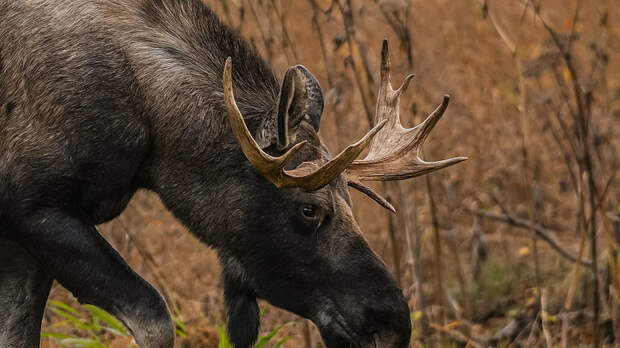 Адвокат Жаров напомнил о запрете на кормление диких животных в черте города
