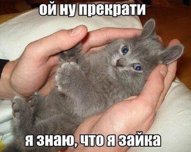 Веселые картинки с надписями для настроения (11 фото) Веселые картинки с надписями для настроения (11 фото)