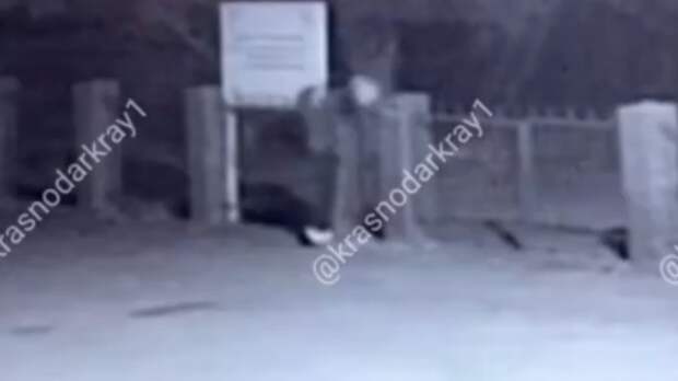 Неизвестный подкинул свиную голову к мечети / Кадр из видео: