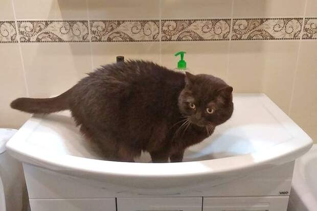 На Смоленщине с начала года выявлено 9 очагов бешенства