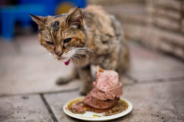 Самые старые коты и кошки нашей планеты
