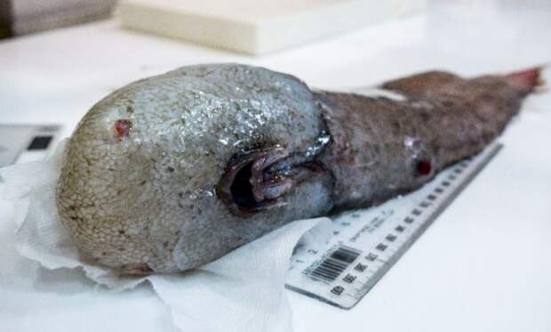 В бездне у берегов Австралии нашли вымершую безликую рыбу