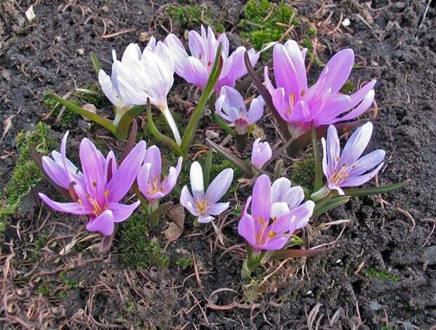 Merendera trigyna (мерендера трехстолбиковая). Фото: Михаил Полотнов