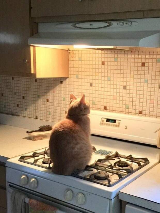 20 снимков котов, на которых нашло легкое безумие
