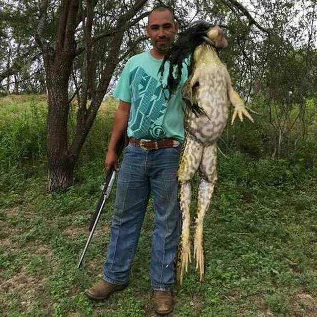 В США охотник поймал 6-килограммовую царевну-лягушку животные, лягушка, охотник