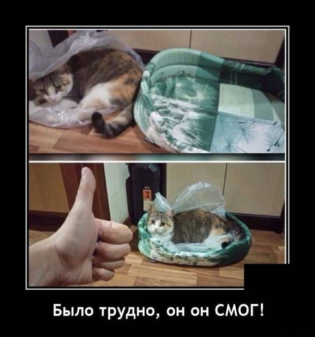 Демотиватор про кота