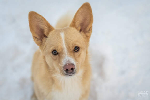 Болезни, возраст и наказания: кинолог рассказал, почему собаки перестают слушаться