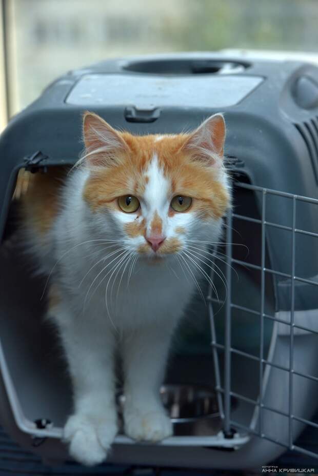 Приезд кота