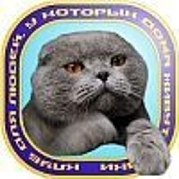 Кот - рыболов! Ай да умелец!