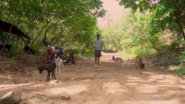 Мужчина странствует по Мексике с тележкой, спасая раненых и больных собак