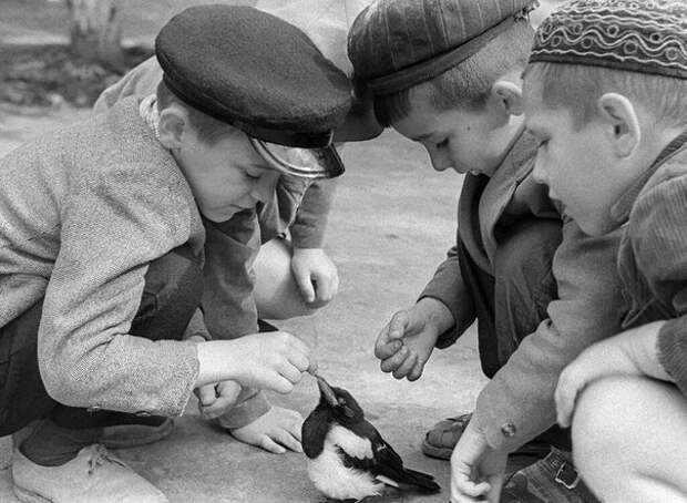 Дети играют с сорочонком. CCCР, 1965 год СССР, детство, ностальгия, подборка