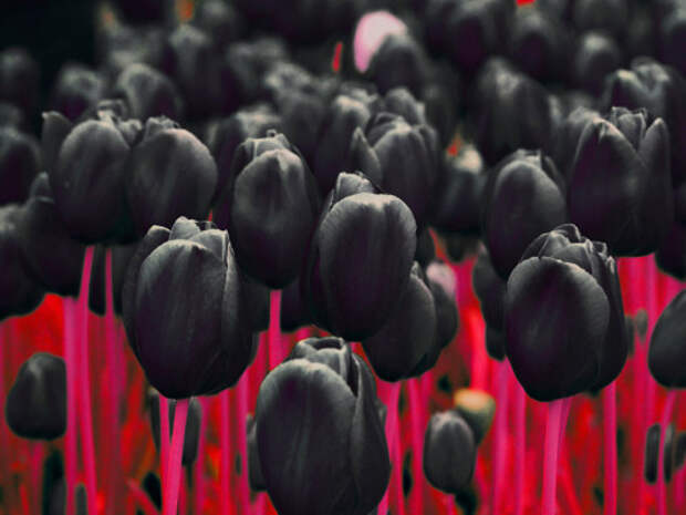 Black_Tulip_01