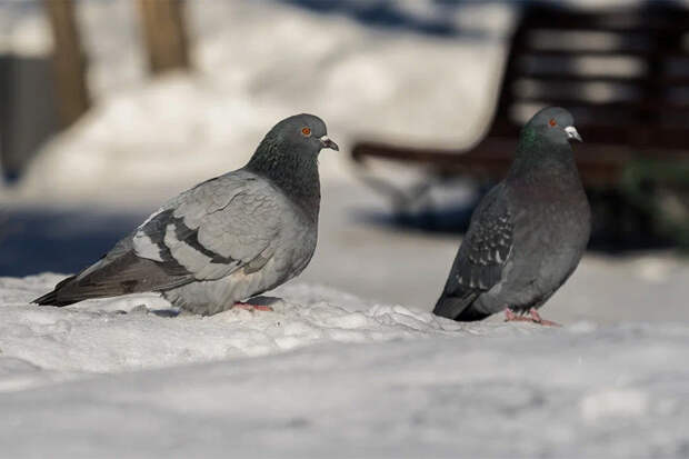 Прогноз погоды на 21-23 февраля в Новосибирске сделали синоптики