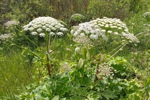 Садовод Самойлова рассказала, как отличить борщевик от его двойников