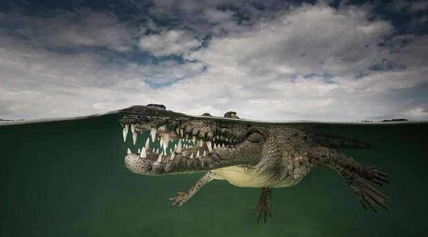 Между двух миров — на этих полуподводных фото видно, что ждет вас за ширмой водной глади