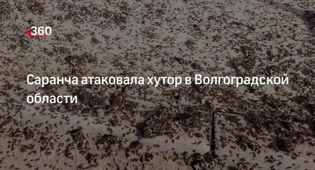 Появились кадры нашествия саранчи в Волгоградской области