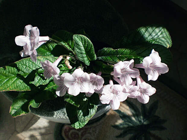 Белые цветки стрептокарпуса