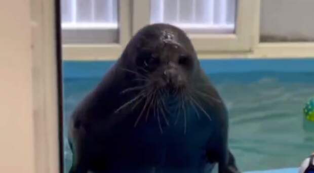 Петербургская нерпа Крошик отмечает свой день рождения