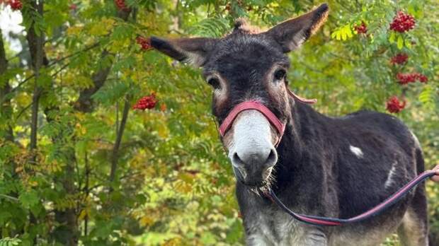 Новая жизнь ослика Жорика в Московском зоопарке: до этого он возил снаряды в зоне СВО