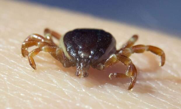 Эксперт Алексеев: преследующие жертв «клещи-мутанты» не смогут выжить в Москве