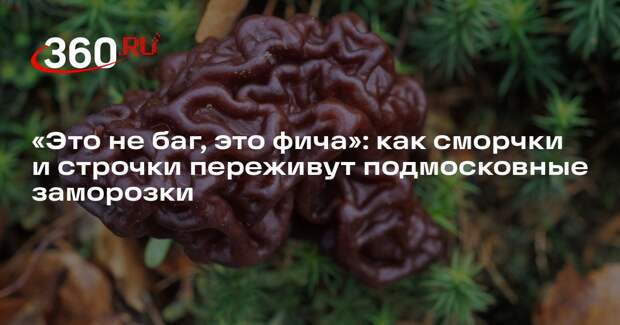 Ученый Вишневский: заморозки в Подмосковье не погубят весенние грибы
