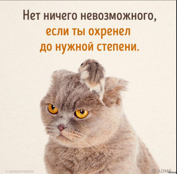 Есть ли границы у наглости?