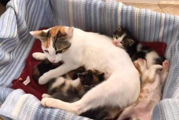 Кошка с котятами Кошка кормит котят