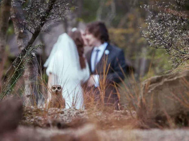 Уморительные свадебные фотографии, на которых все пошло не по плану 3weddingceremony - Уморительные свадебные фотографии, на которых все пошло не по плану