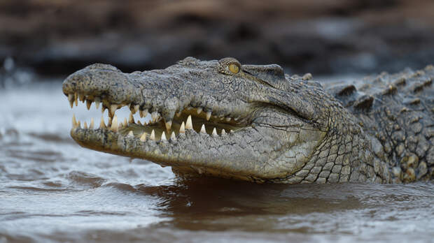 Смертельная ловушка: крокодил растерзал набиравшую воду в реке женщину