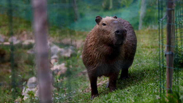Ботанический сад в Китае объявил в розыск сбежавшую капибару-"преступницу"