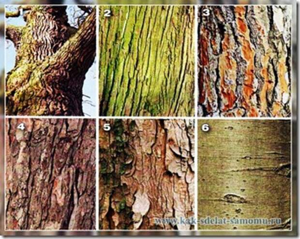 как определить дерево по коре