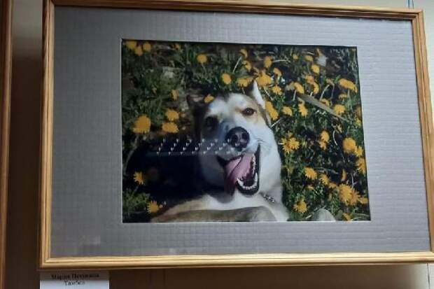 В Тамбове открылась выставка фотографий домашних животных