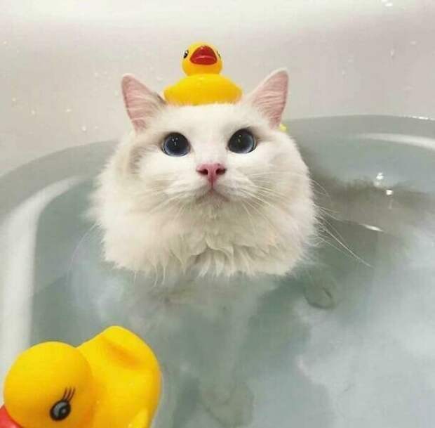 Милые котики заряжают позитивом на снимках