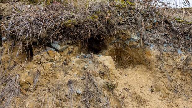 Служба по охране биоресурсов нашла нору неизвестного зверя у реки в ЯНАО
