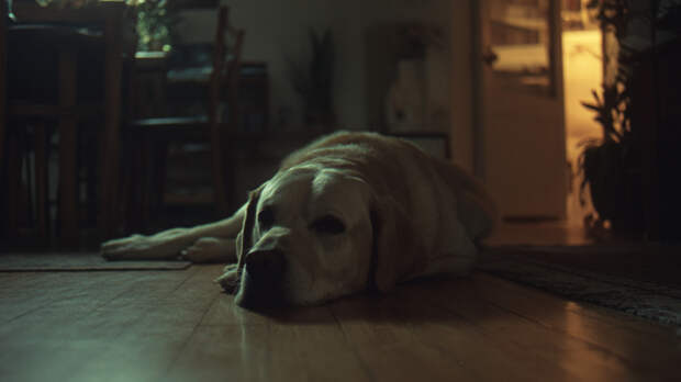 Женщине ампутировали руки и ноги после сепсиса из-за слюны собаки