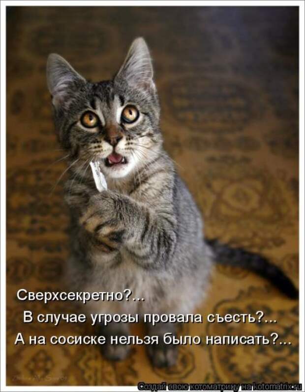 Лучшие котоматрицы недели (50 фото)
