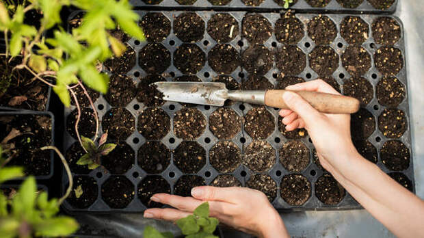 Посевной календарь на последнюю неделю февраля: планируем урожай заранее