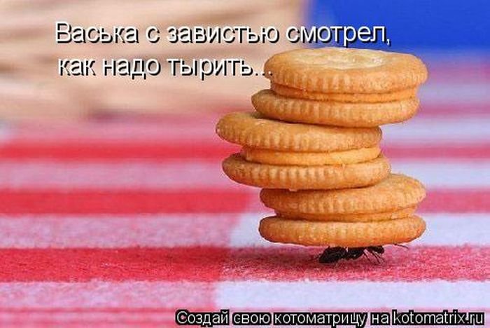 Котоматрицы великолепные, каждая с кусочком позитива и хорошего настроения!!!