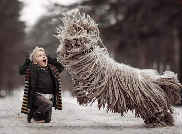 Комондор - крутая собака. Фото: Andy Seliverstoff.